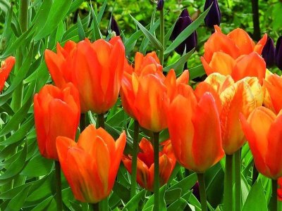Tulipanløg