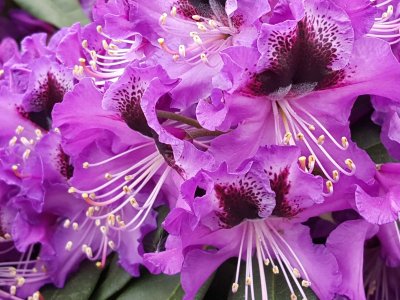 Rhododendronbedet